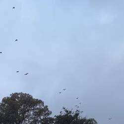 De flying foxes! Dit ging eindeloos zo door (en je kan ze horen ook...)