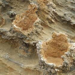 Petrified forest close up