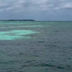 Mike on the move for some tortugas aka turtles 🐢 First snorkel off our villa.