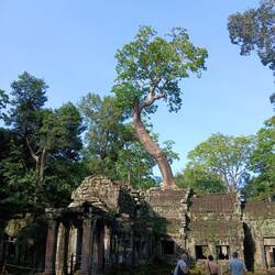 Tree growing out of structure of temple