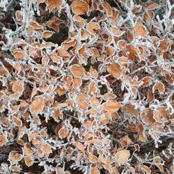 noch ist es zuhause frostig ❄