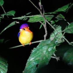 Dschungelzwergfischer (Kingfisher)