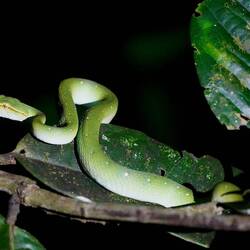 Borneo Bambusotter