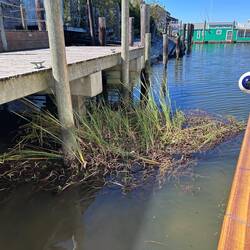 Free of the foliage...