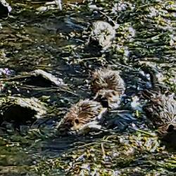 Madre e tre cuccioli😍