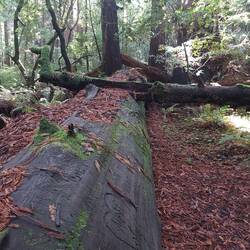 Wenn se liegen kommen Neue.
