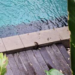 Da wohnt jemand unter den Dielen und nimmt auch regelmäßig ein Bad im Pool 😅