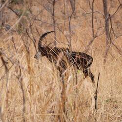 Seltener Sichtung, Säbelantilope