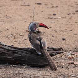 Red Hornbill