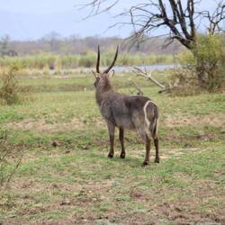 Wasserbock bei der Aussicht auf.......