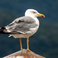Yellow-legged Gull — Cannobio, Italy.