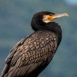 Greater Cormorant at the marina — Cannobio, Italy.
