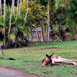 Wieder überall Kängurus