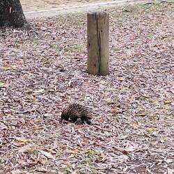 1 Dings!.....Ameisenigel