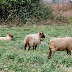 Sheep in the River View field