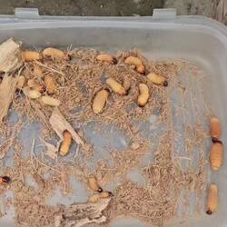 😯 Eine Spezialität