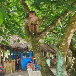 Weißkopfkappuzineraffe am Strand