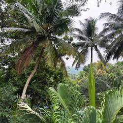 Gardens of the ashram