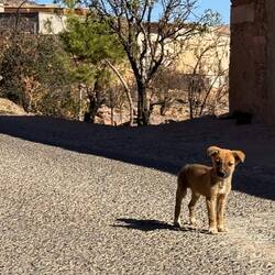 Ist der nicht niedlich - wir verfüttern unser restliches Hundefutter