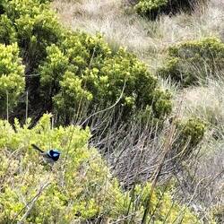 Even vergroten voor de blue wren