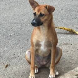 Dog contemplating and giving me her best look