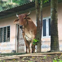 A cow looks on and wishes it could walk too