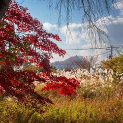Susuki Grass in the Kakunodate streets