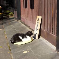 Cat outside a restaurant. Idk why he stayed there