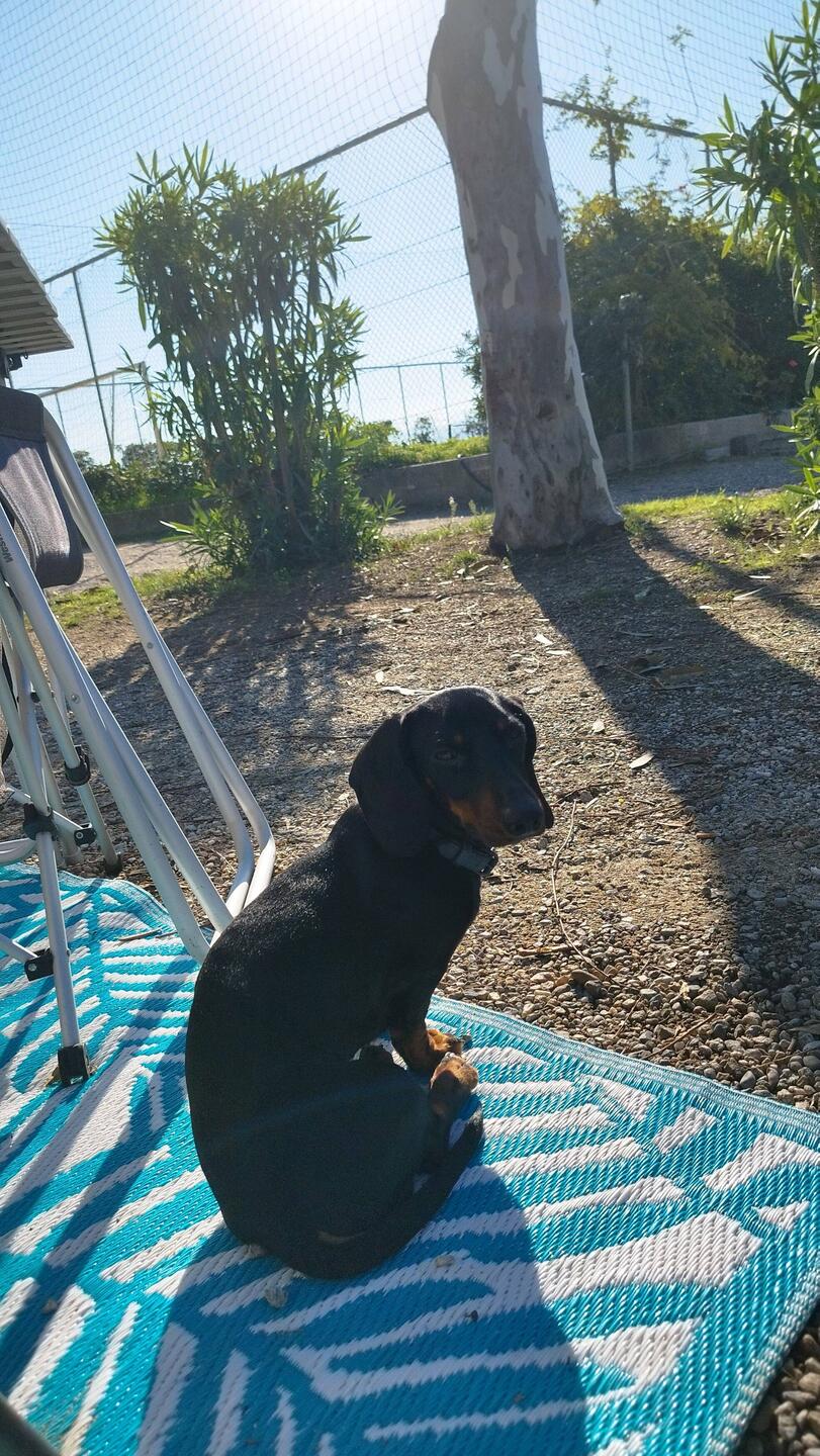 Der Platzdackel: ...und, was habt Ihr heute vor? 🤣🤣🤣