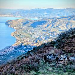 .. die Ziegen kommen..