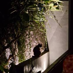 Täter der nächtlichen Müllplünderung enttarnt