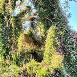 Okie Bean klimplant op de Hacksdale Apex Park ( Free Camp)