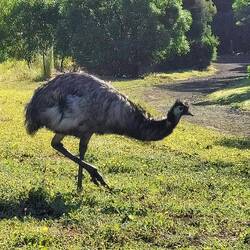 Emu's wandelen hier rond