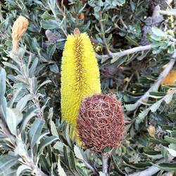 Cut leaf banksia