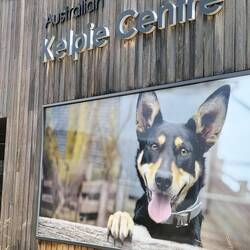 Kelpie zijn honden die erg goed zijn in het bij elkaar brengen/ houden van schapen