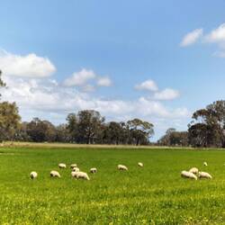 De schapen hebben heerlijk de ruimte