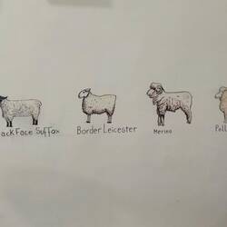 De verschillende schapen op de muur in een koffietentje