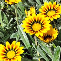 Treasure flowers ( schatbloemen)