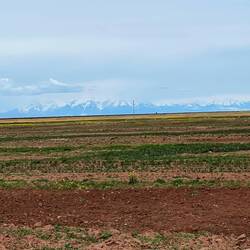 Views over fields to snow capped mountains on the far side of lake Titicaca