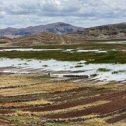 It's easy to see why reeds are widely used