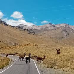 A bunch of llamas on the road