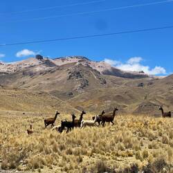 The llamas move away. The grey-pink color on the high peaks is puzzling
