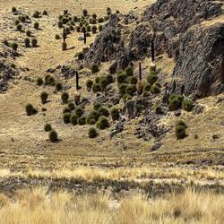 Wonderful field of queens of the Andes