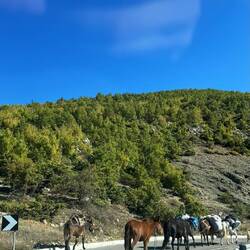 Pferde und Maultiere auf der Strasse