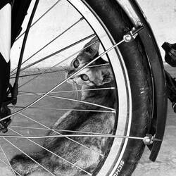 Cats! Everywhere. Often tiny and with a stumpy tail.