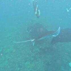 Many didn't adhere to guidelines for passive interaction, free diving down getting too close