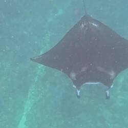I held my breath as manta rays circled around and swam underneath me in beautiful formation
