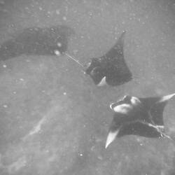 Despite my long anticipation, I wasn’t prepared at all for how seeing manta rays would affect me.