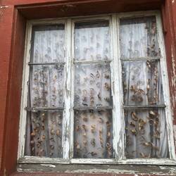 Fensterdeko einer alten Schreinerei