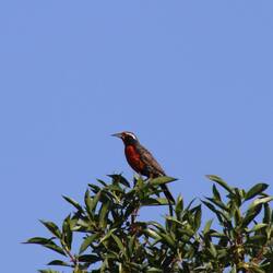 Long-tailed Meadowlark